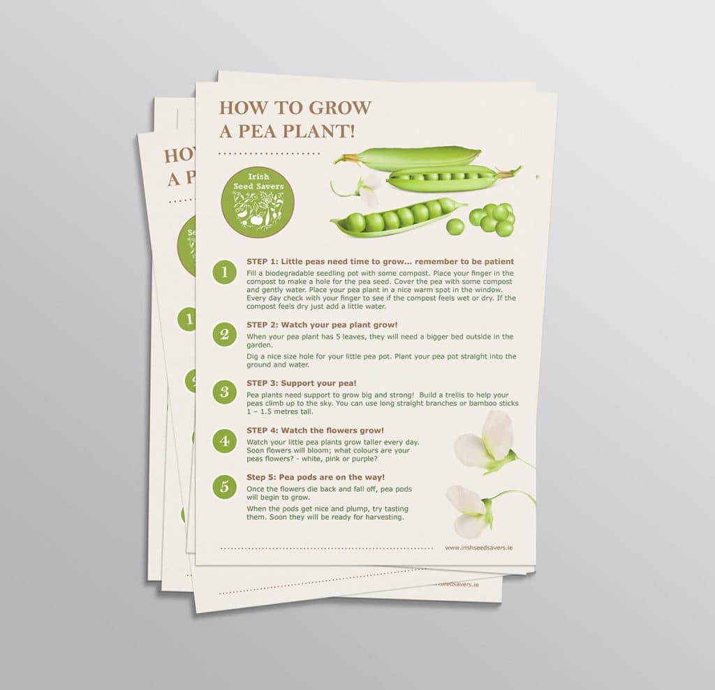 ISSA Fact Sheet Pea Irish Seed Savers Summer Newsletter Leaflet Design Designwest 2023 1