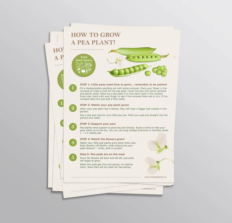 ISSA Fact Sheet Pea Irish Seed Savers Summer Newsletter Leaflet Design Designwest 2023 1